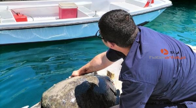 Tekne çarpmasıyla yaralanan deniz kaplumbağası kurtarılamadı