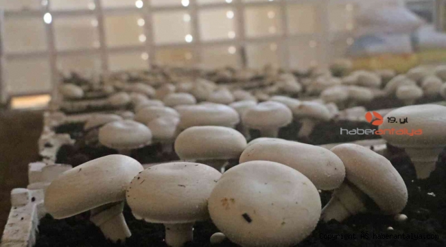 Yaz ayları fırın gibi olan cam serada kültür mantarı