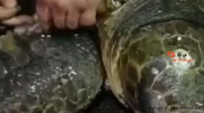 Yumurta bırakmak için kıyıya gelen caretta caretta misinaya dolandı