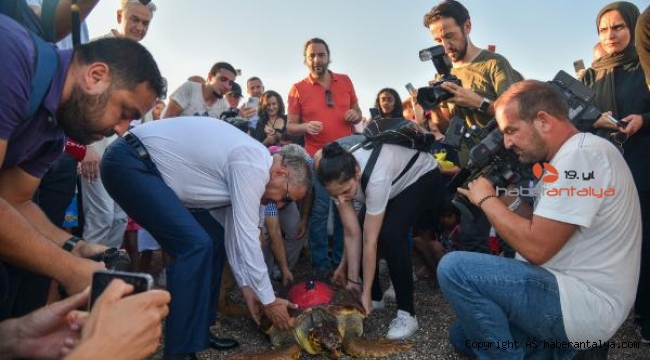1.5 yıl tedavi gören caretta 'Lara', uydu cihazıyla dalgalarla buluştu