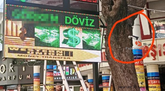 Ağaç gövdesine güvenlik kamerası ve reklam panosu !