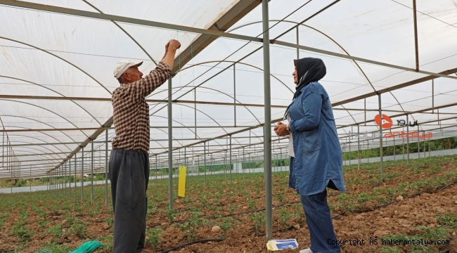 Antalya'da üreticilere beyazsinekle mücadele için renkli yapışkan verildi