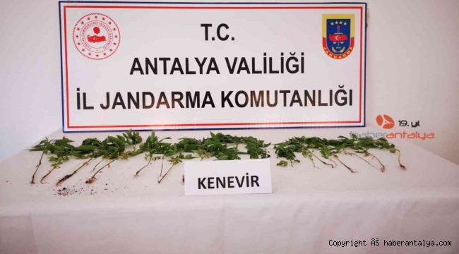Bahçesinde kenevir ekimi yapan şüpheli yakalandı