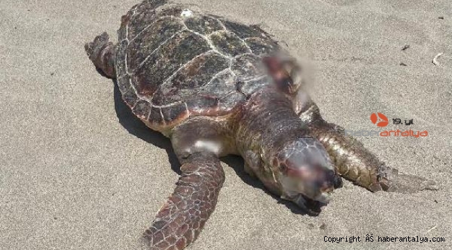 Caretta carettanın ölümü insan elnden oldu !