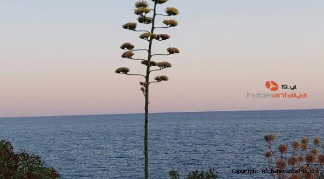 Demre'deki Agave ağacı solmaya başladı