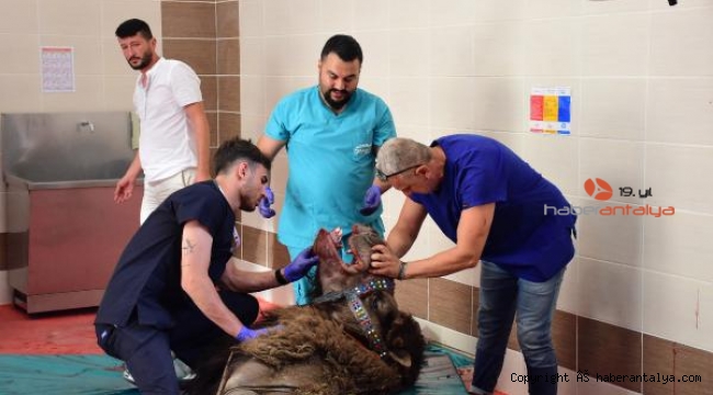 Deveye çene ameliyatı yapıldı