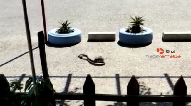 Farenin yavrusunu kapan yılanla mücadelesi görenleri hem şaşırttı hem duygulandırdı