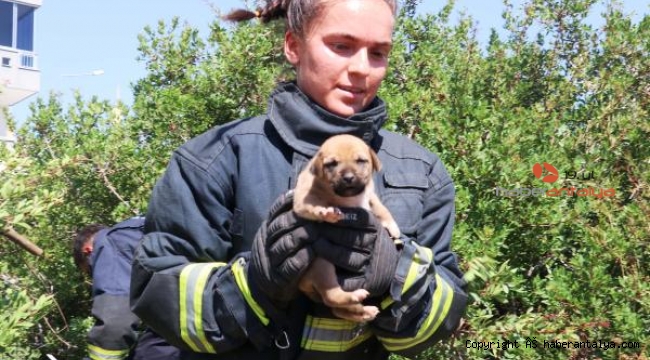 Kuyuya düşen 7 yavru köpek kurtarıldı