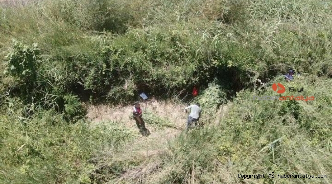 Sazlıklar arasında kenevir üretimine jandarma baskını