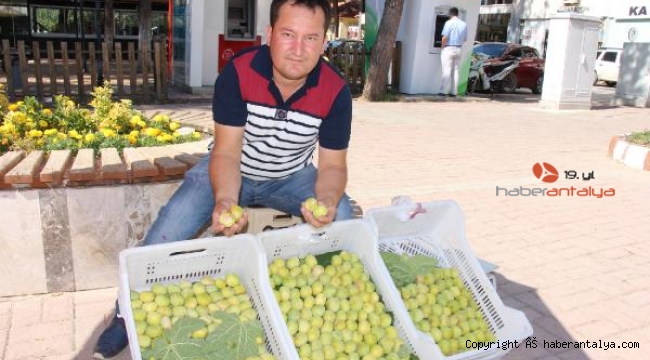 Turfanda Melli inciri 50 lira