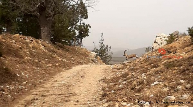 Yaban keçileri Karanlıkdere Kanyonu'na uyum sağladı