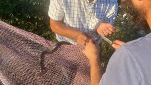 Yanan ormanların ardından Manavgat'ta yılan hareketliliği