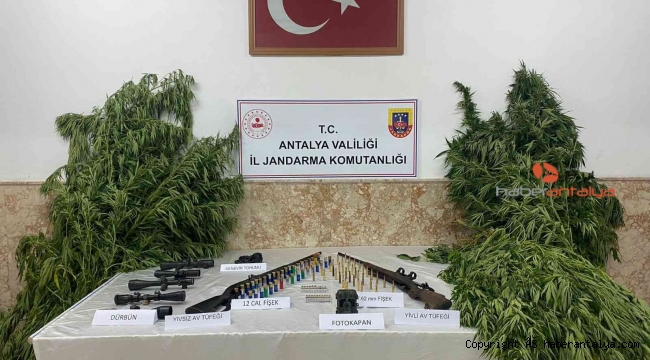 Yasadışı kenevir ekimi yapanlar yakayı ele verdi