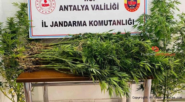 18 yıl önce vefat eden adamın bahçesinde karı koca kenevir yetiştirdiler