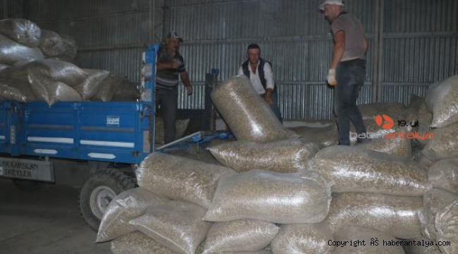 3 ilçeden 1400 ton haşhaş kapsülü alınacak