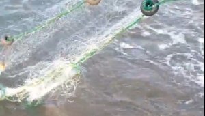 Antalya'da balıkçı ağına takılan caretta yavruları kurtarıldı 