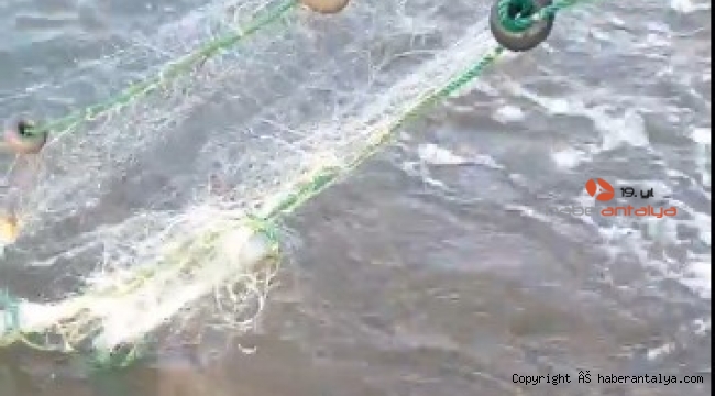 Antalya'da balıkçı ağına takılan caretta yavruları kurtarıldı