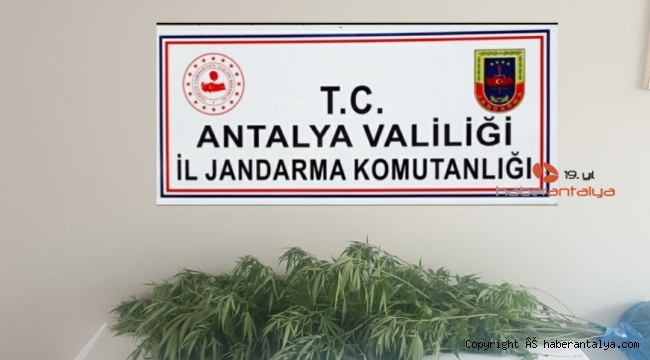 Antalya'da jandarmadan kenevir operasyonu: 1 gözaltı