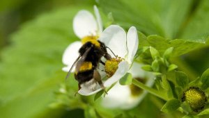 Antalya'dan 15 ülkeye 'tarım işçisi bombus arısı' ihracatı