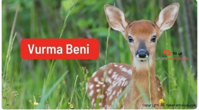 Av izni verilen hayvanlar için 120 bin imza: Vurma Beni