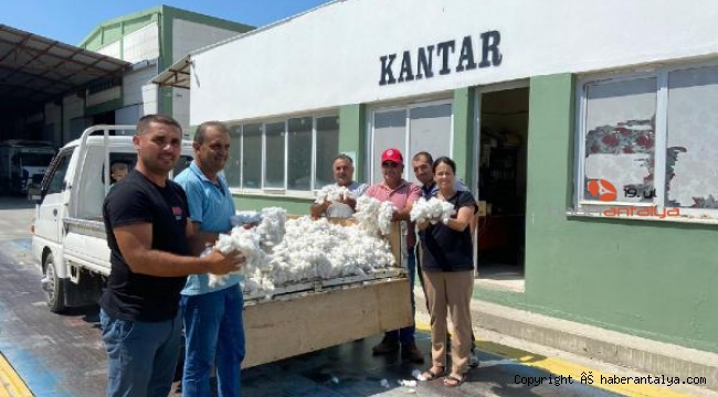 'Beyaz altın'da ilk hasat
