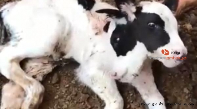 Bir gün yaşayabilen 2 başlı buzağı eğitim için kullanılacak