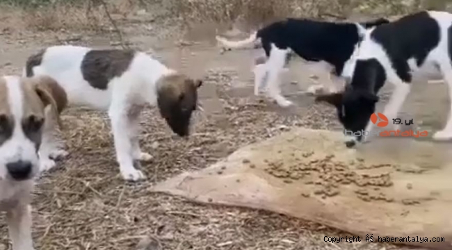 Bu kez de Konyaaltı'da de 20 köpek zehirlendi 