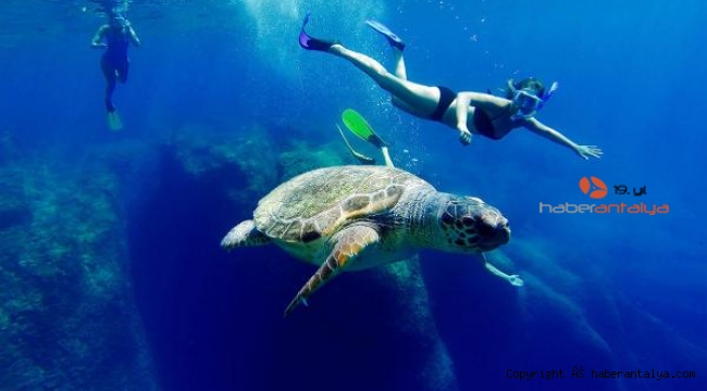 Caretta carettalara dokunmayın uyarısı