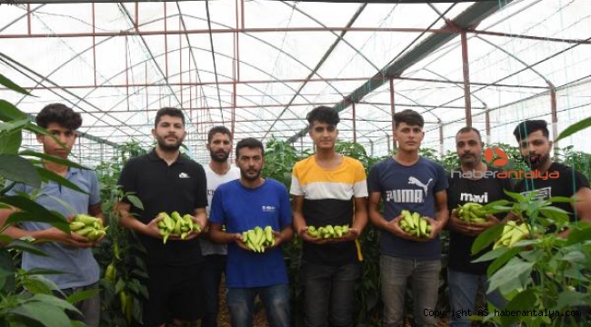 Elmalı Ovası'nın biberi Almanya'ya ihraç ediliyor
