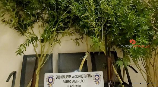 Gazipaşa polisinden uyuşturucu operasyonu