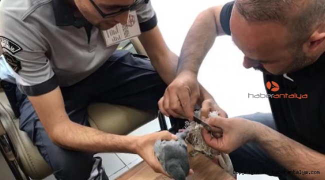 İnsan kirliliğinin çilesini hayvanlar çekiyor