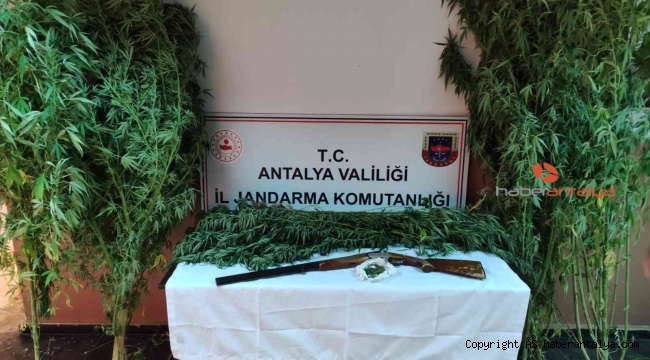Jandarmadan Döşemealtı'nda kenevir baskını !