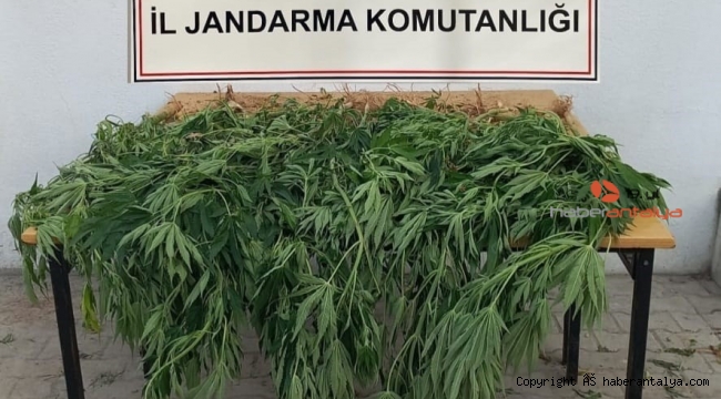 Korkuteli'de 30 kök kenevir ele geçirildi