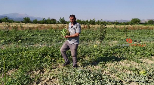 Korkuteli'de kooperatiften karpuz alımı