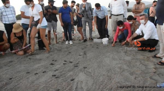 Patara Plajı'nda 5 bininci yavru sevinci