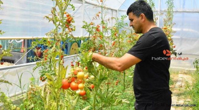 Serada yetişen sebzeler ihtiyaç sahiplerine dağıtılıyor