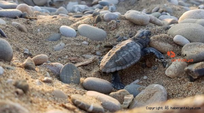 Su sıcaklığı 1 derece düştü, caretta caretta yuvaları azaldı