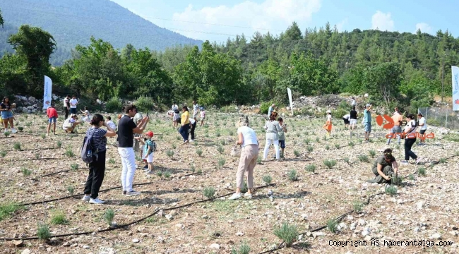 Turizm ilçesi Kemer bu kez lavantaları ile gündemde