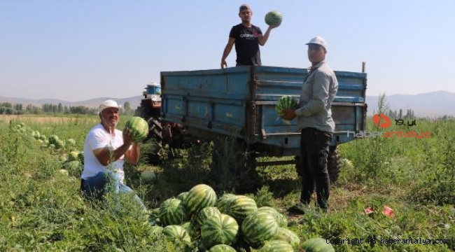 Turizmde bulamadığını tarlada arıyor 