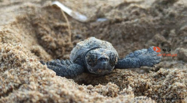 Yavru caretta carettalar için 'hayati' uyarı: Dokunmayın