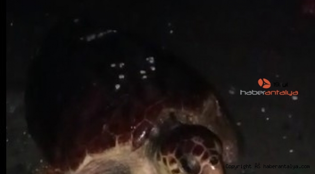 Yumurtlamaya gelen caretta carettayı böyle kaçırdılar