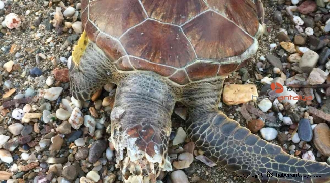 Alanya sahilinde ölü caretta caretta bulundu
