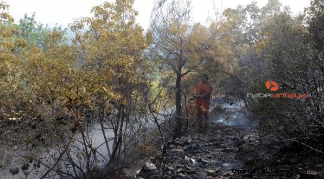 Alanya'da 5 hektar orman yandı