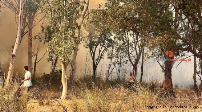 Antalya'da çay kenarındaki sazlık ve ağaçlıktaki yangın yeniden alevlendi