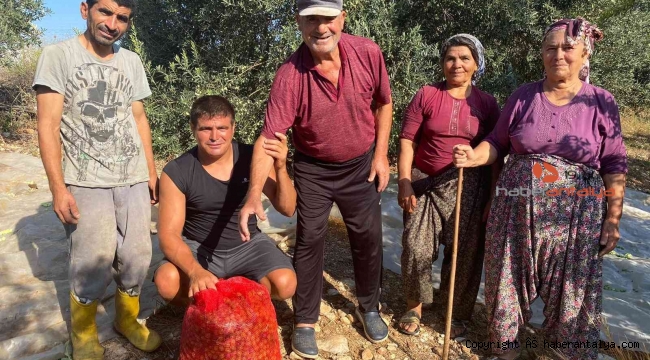 Antalya'da zeytin hasadı başladı. Bakın fiyatı ne kadar ?