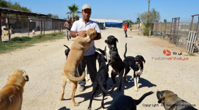 Arazi kiralayıp, barınak kurdu; 170 sokak köpeğine bakıyor