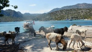 Aşırlı Adası'nda dağ keçilerinin sayısı artıyor