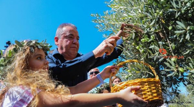 Başkan Böcek, zeytin topladı