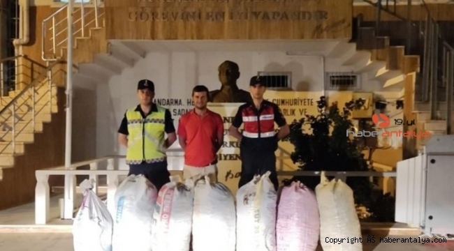 Demre'de 7 çuval keçiboynuzu çalan şüpheliler yakalandı