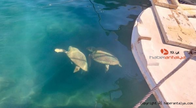 Deniz kaplumbağaları limanda görüntülendi